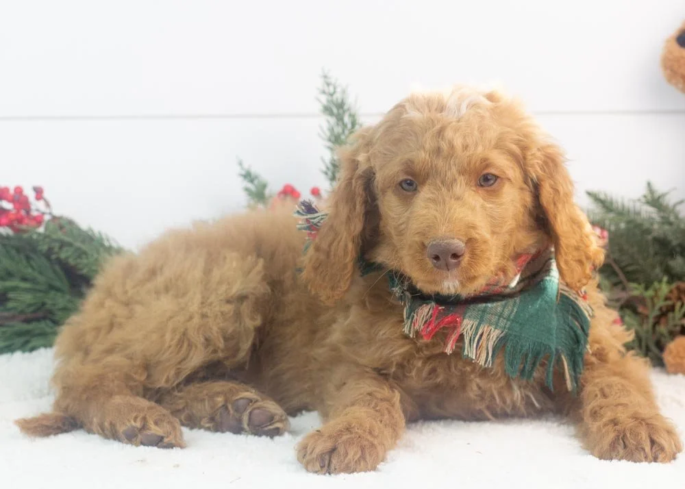Spur goldendoodle for sale(2).jpg