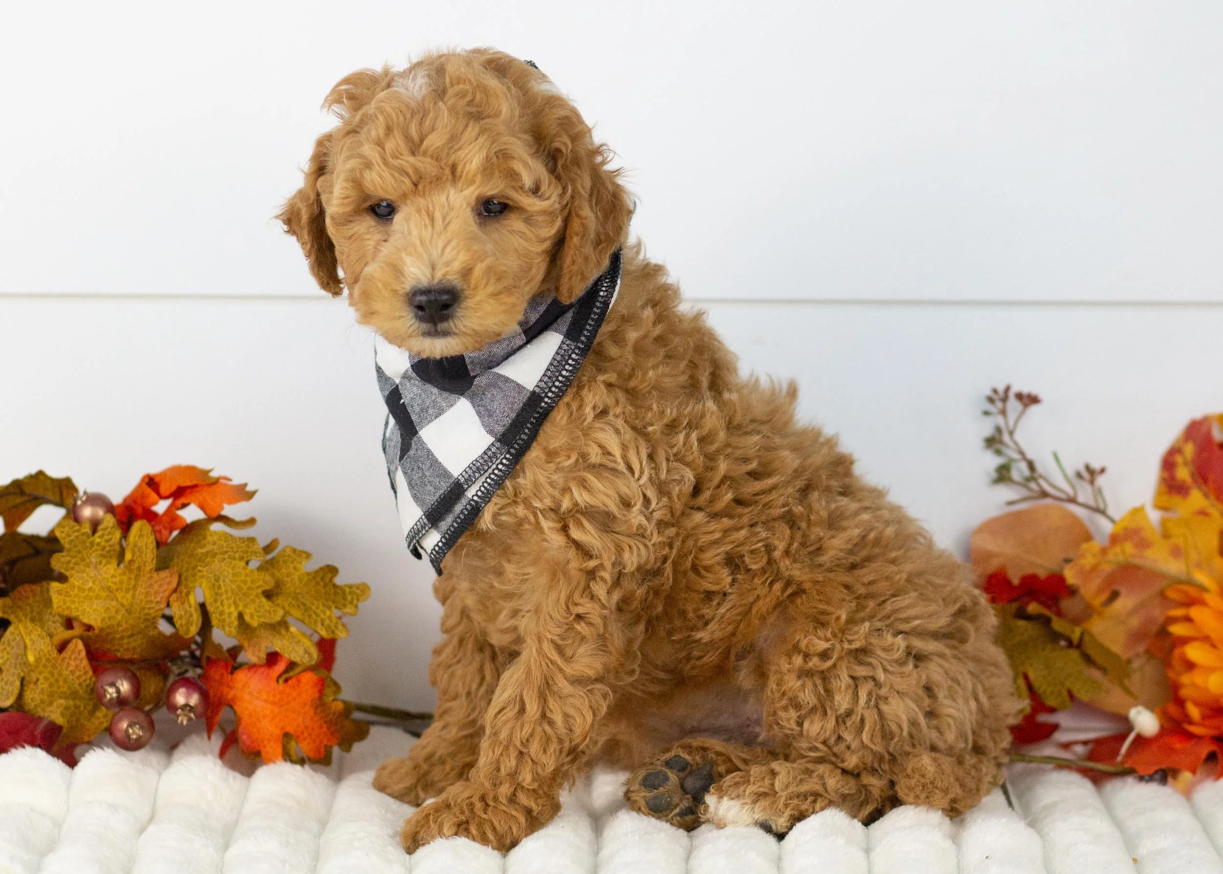Camper goldendoodle for sale(3).jpg