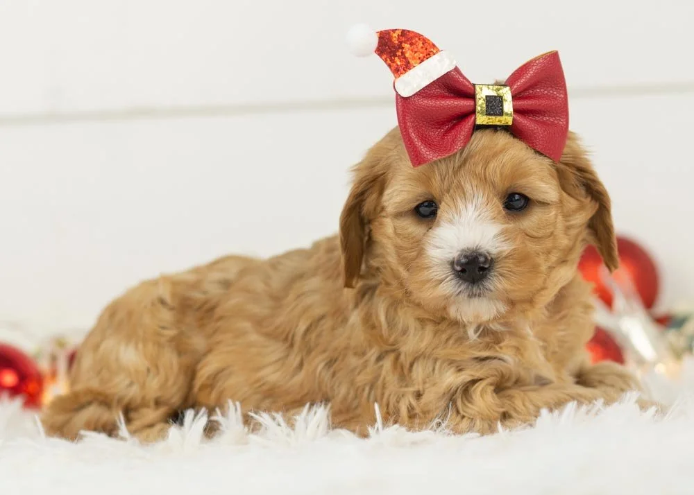 Jingle goldendoodle for sale(2).jpg
