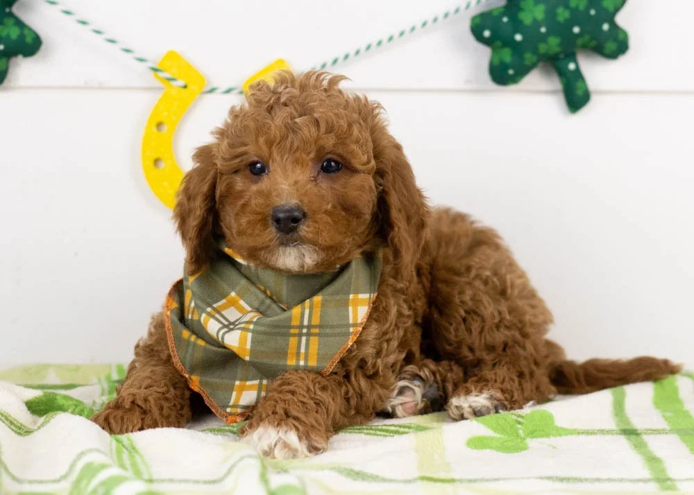 Ford goldendoodle for sale.jpg