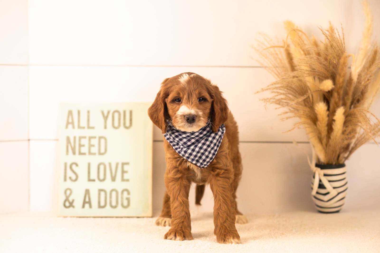 Abel goldendoodle for sale(1).jpg
