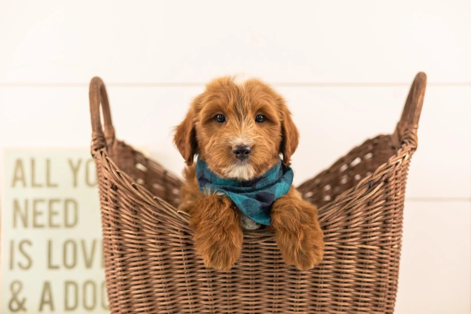 Jolt goldendoodle for sale(2).jpg