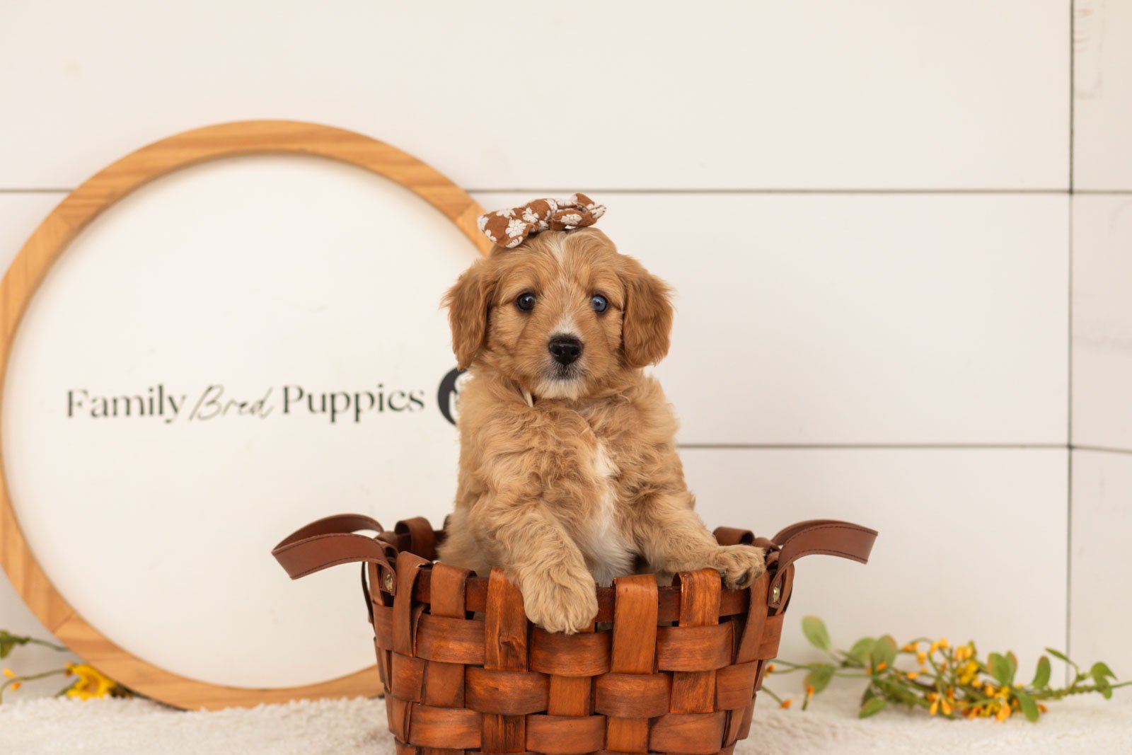 Glory goldendoodle for sale(4).jpg