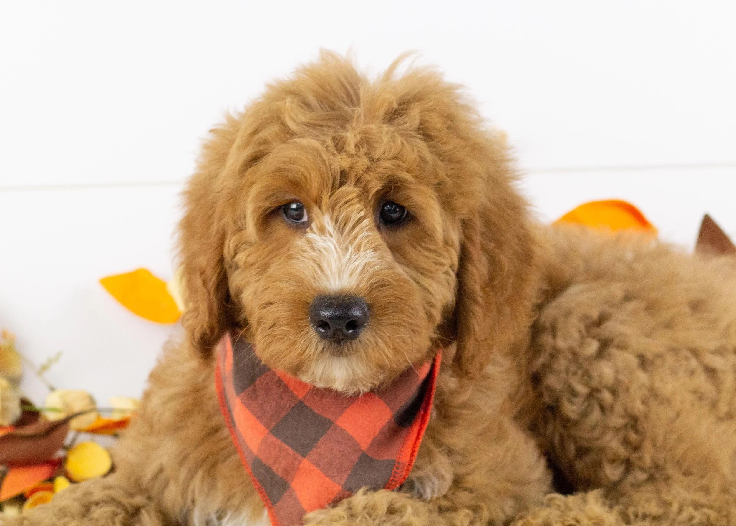 Cardinal goldendoodle for sale(1).jpg