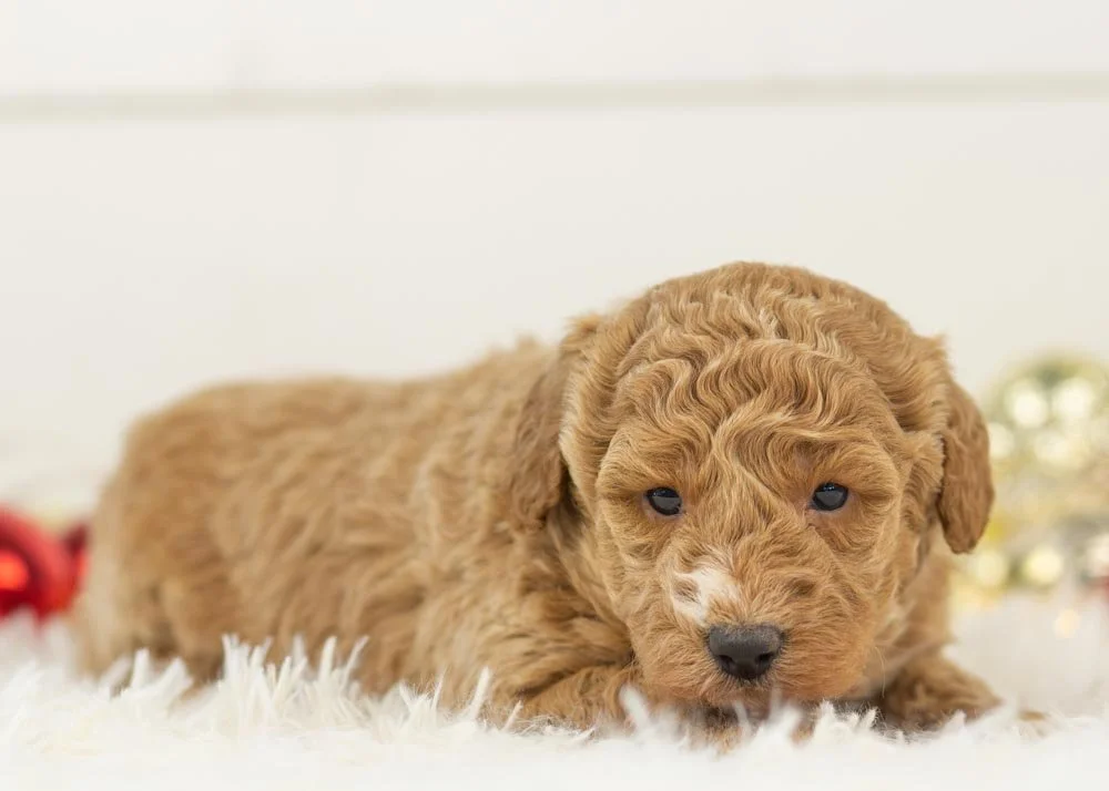 Chilli goldendoodle for sale(3).jpg