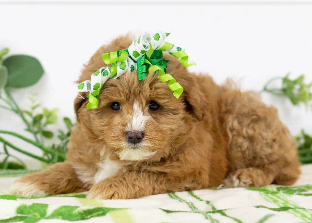 Mocha 1-10-26 Princess 3. 0oz-2.jpg