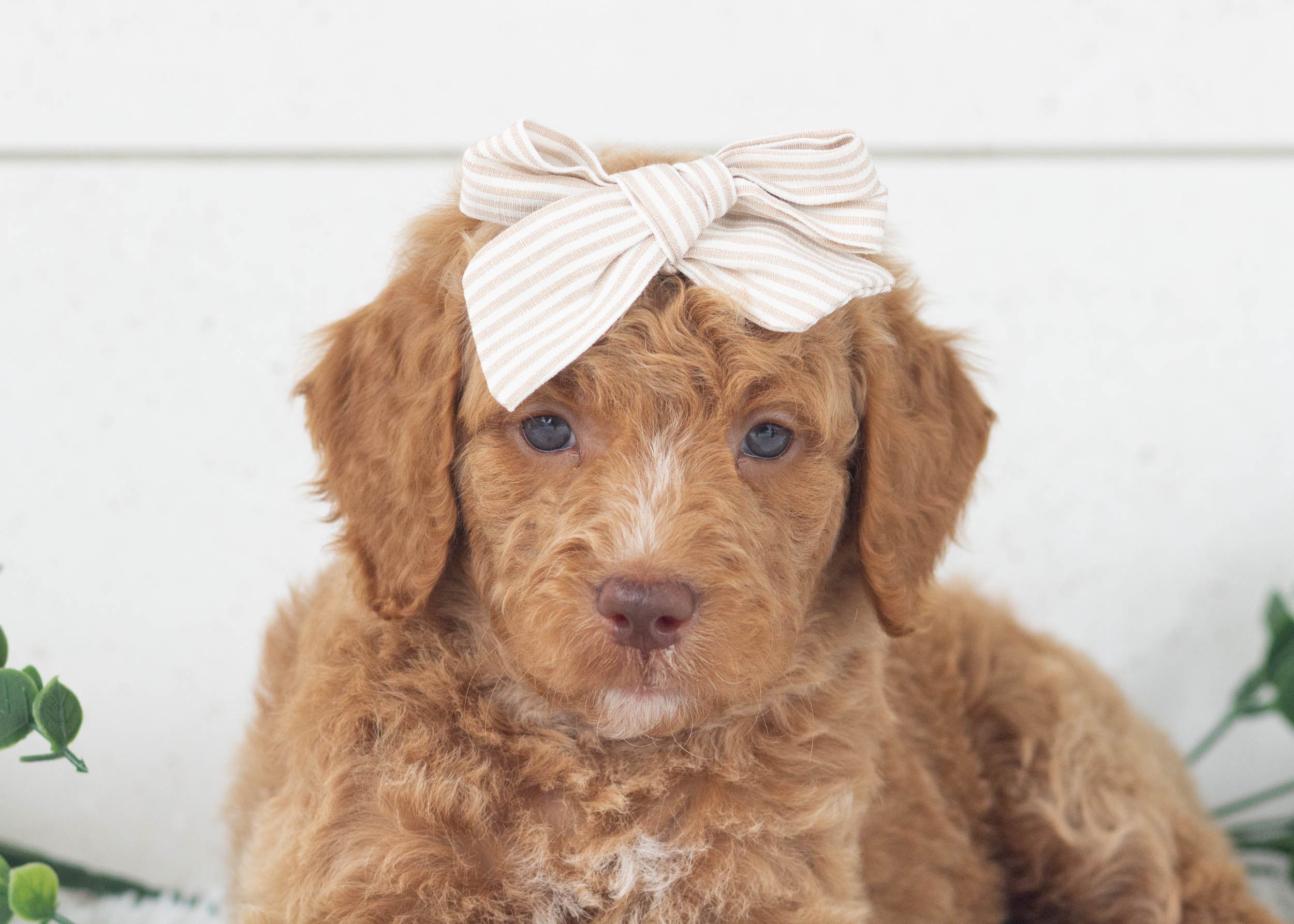 Romi Goldendoodle For Sale(1).jpg