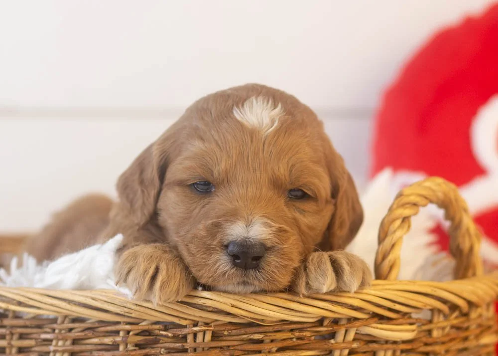 goldendoodle for sale