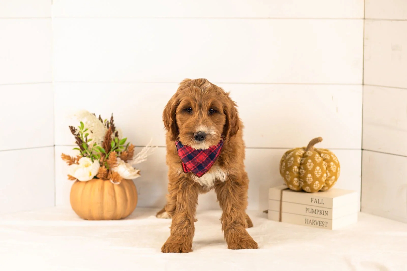Bailey goldendoodle for sale 3.jpg