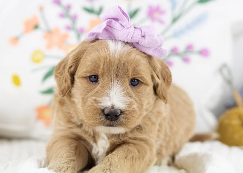 Phoebe goldendoodle for sale(2).jpg