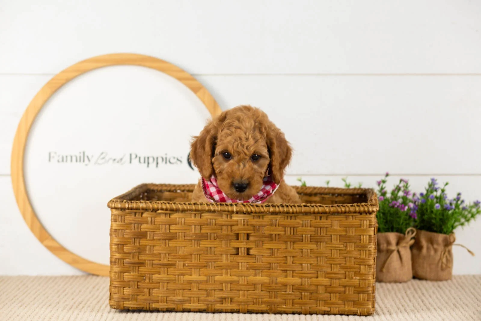 Rainer goldendoodle for sale(3).jpg