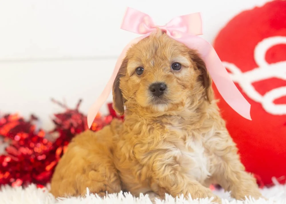 Bo Peep goldendoodle for sale(3).jpg