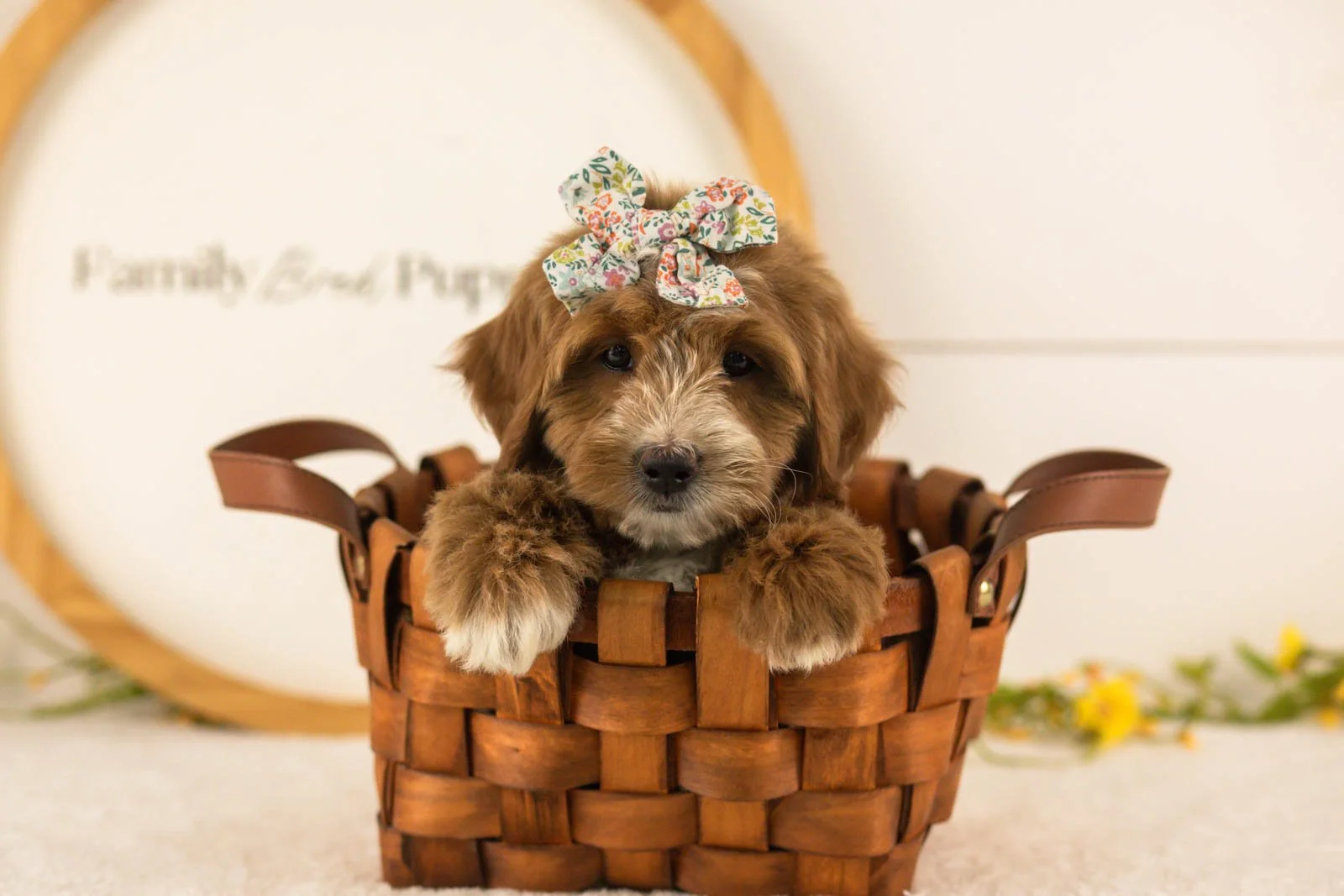 Jan goldendoodle for sale(3).jpg