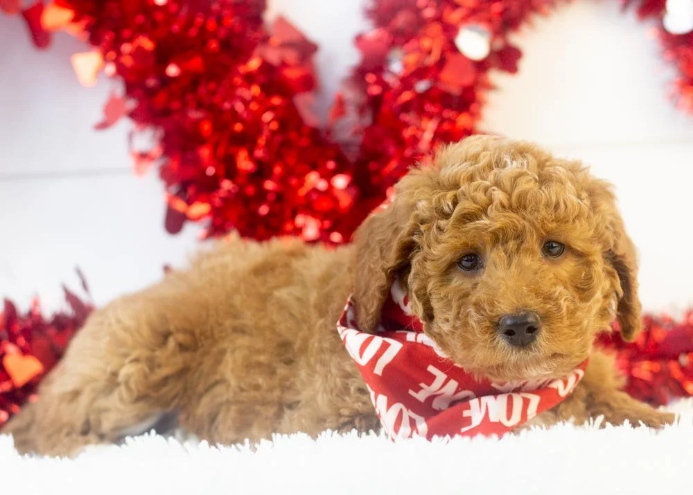 Bandit goldendoodle for sale(2).jpg