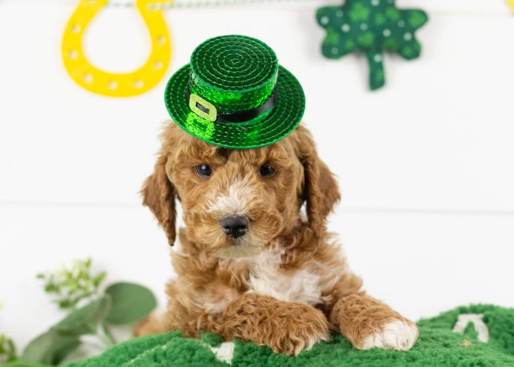 Josiah 1-1-26 North 6. 10oz.jpg