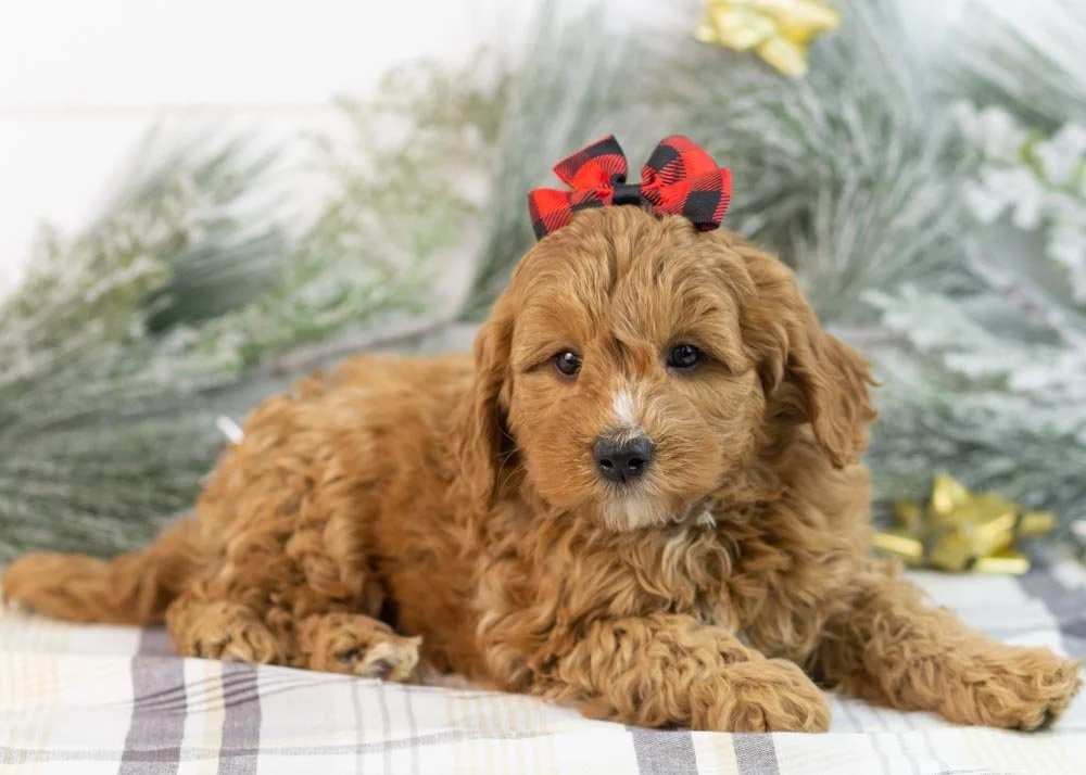 Bell goldendoodle for sale(3).jpg