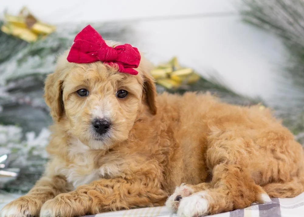 Fox goldendoodle for sale.jpg