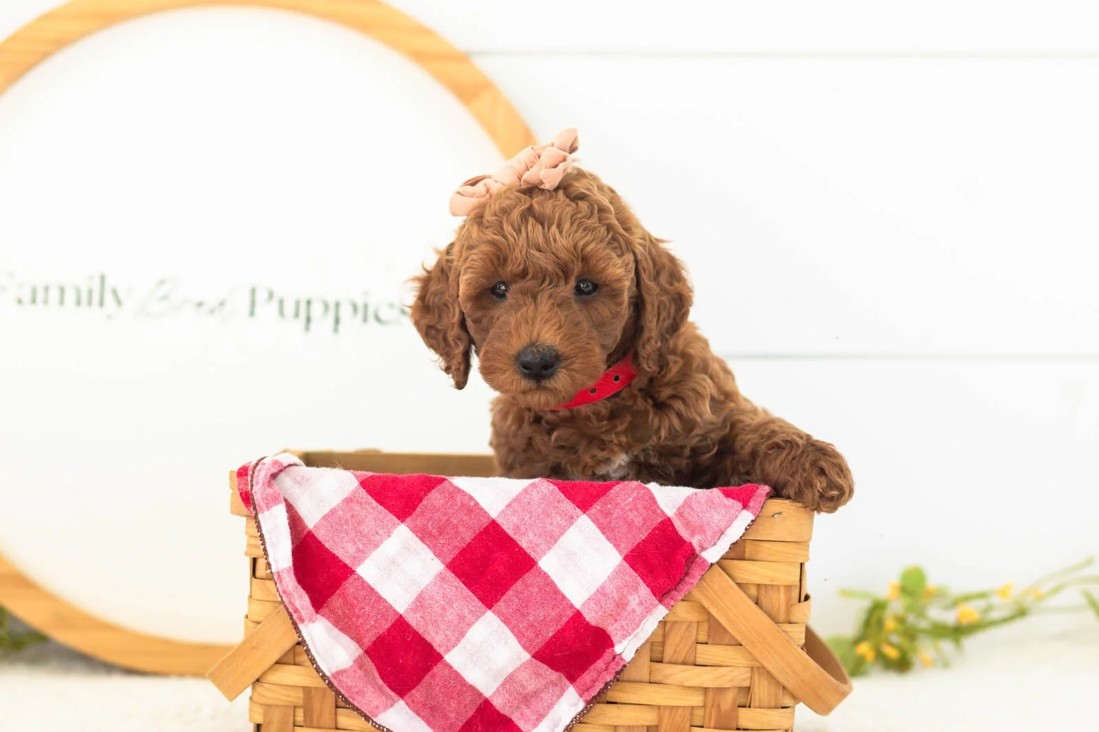 Mallory goldendoodle for sale(2).jpg