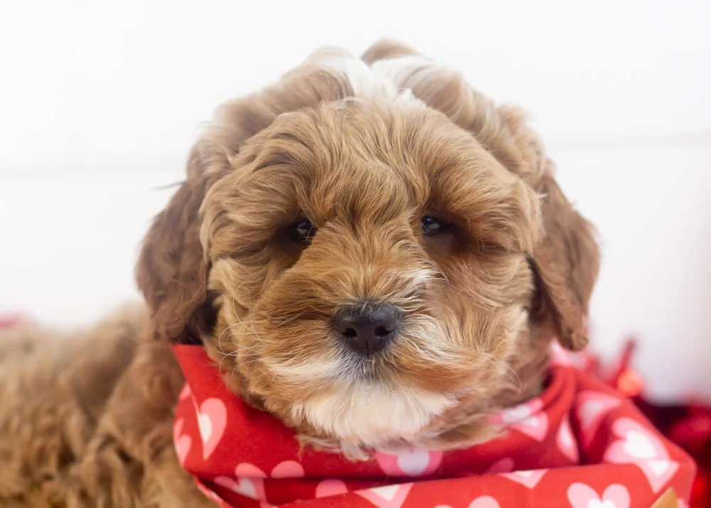 goldendoodle for sale