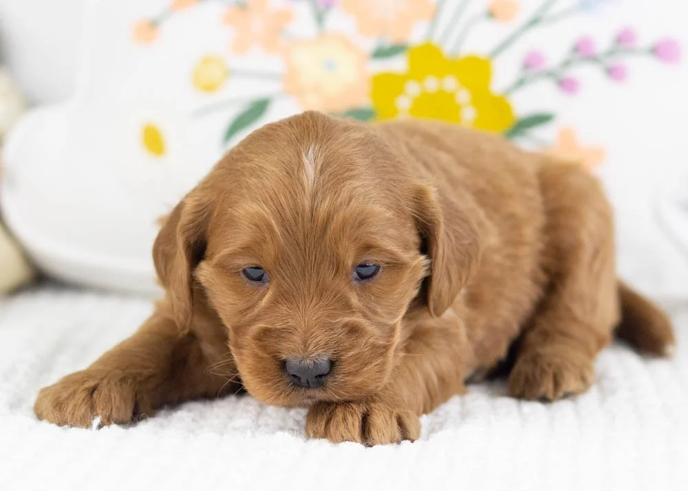 Versace goldendoodle for sale(2).jpg