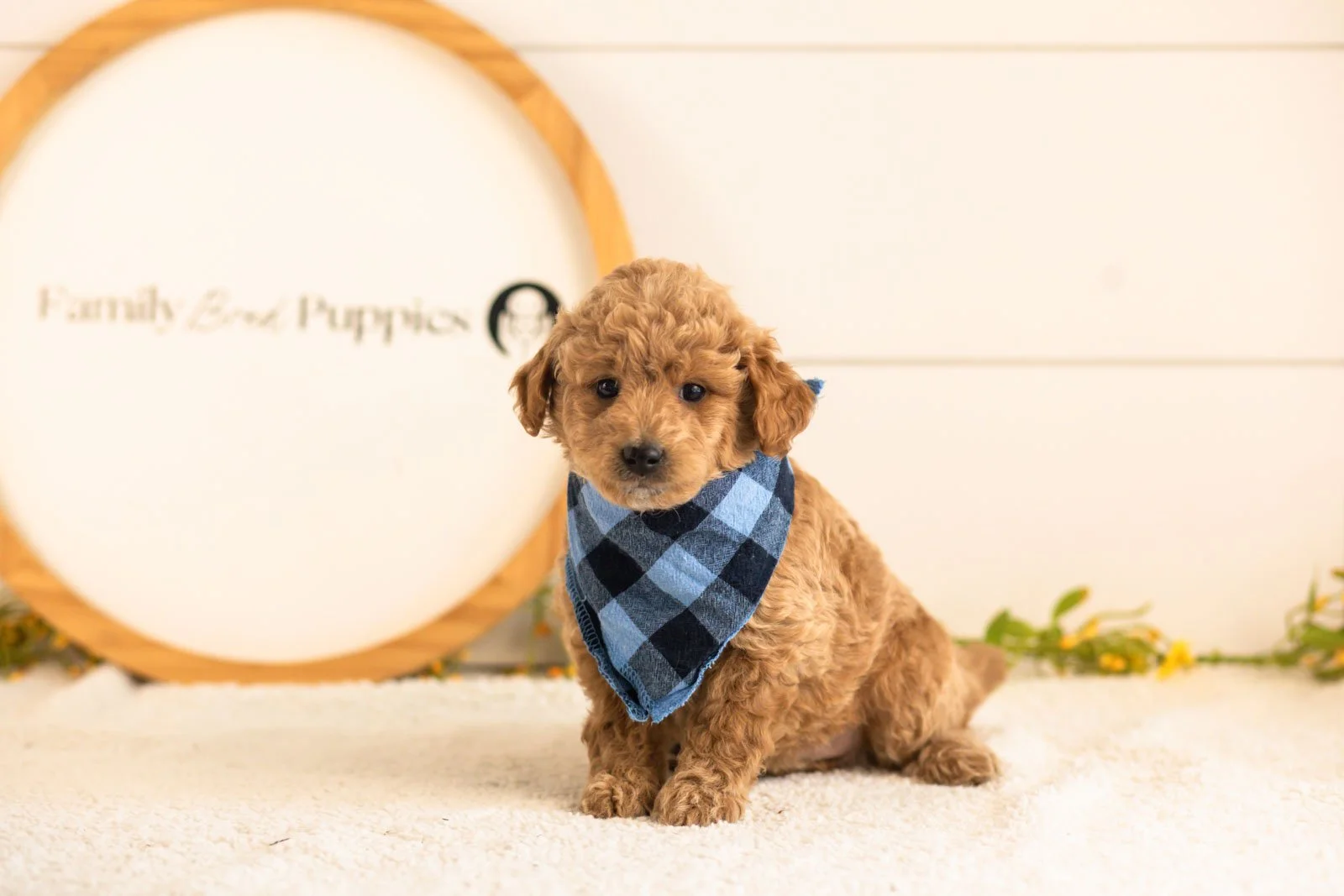 Fin goldendoodle for sale.jpg
