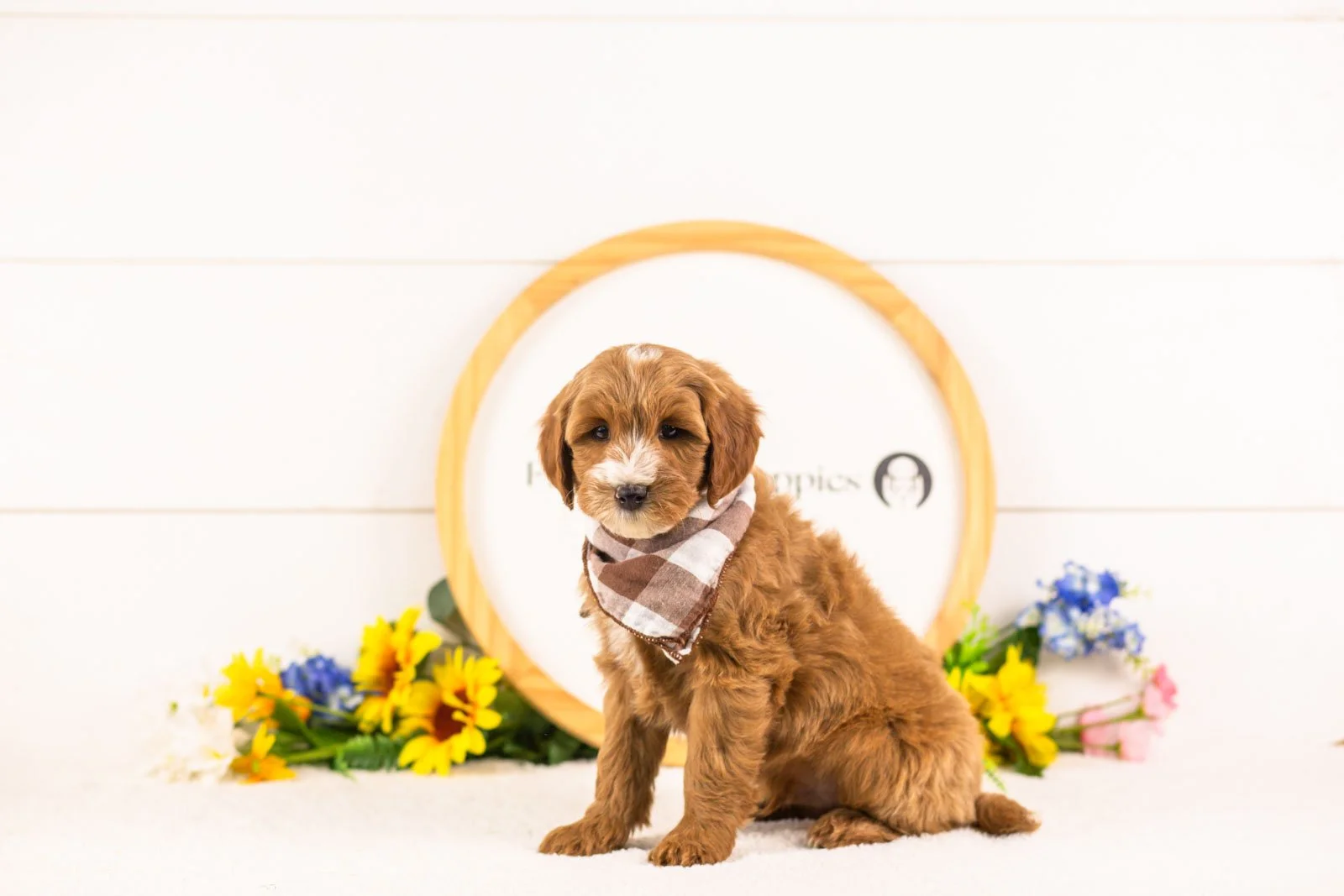 fido goldendoodle for sale.jpg