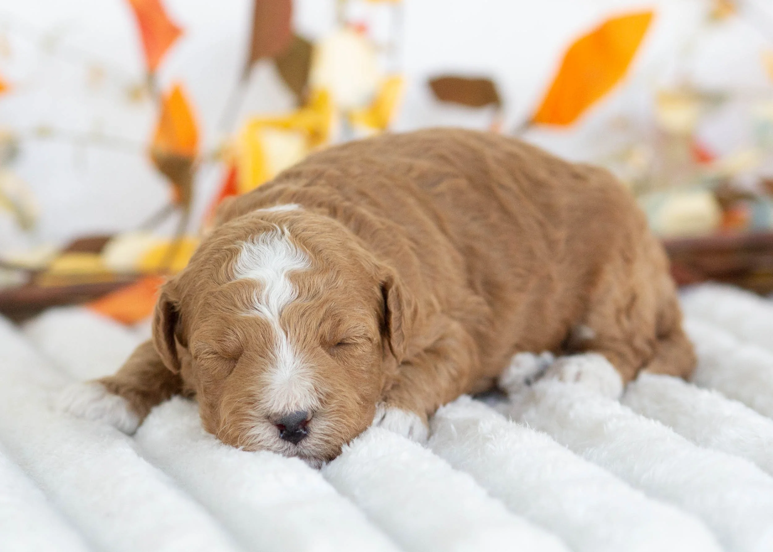 Hermes goldendoodle for sale(2).jpg