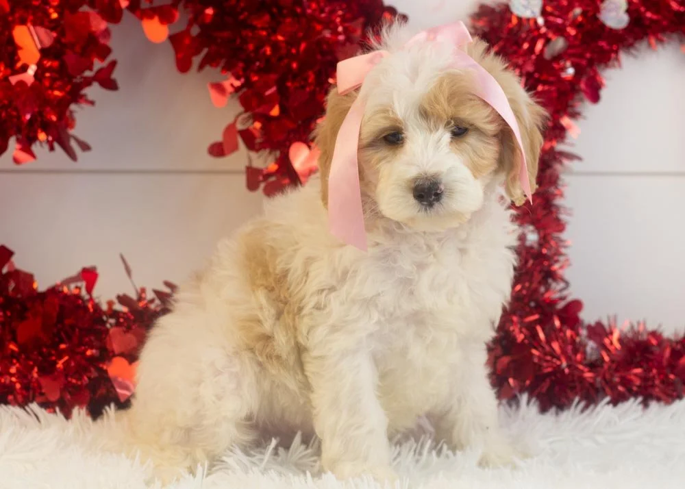 Honey goldendoodle for sale(3).jpg