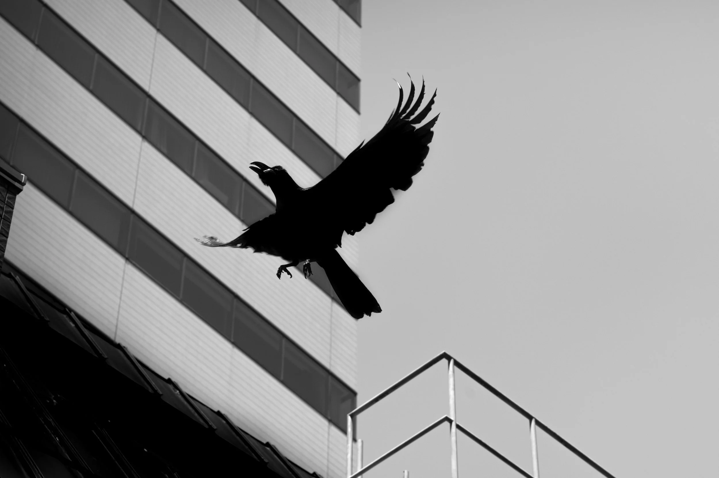 L1005278.jpg