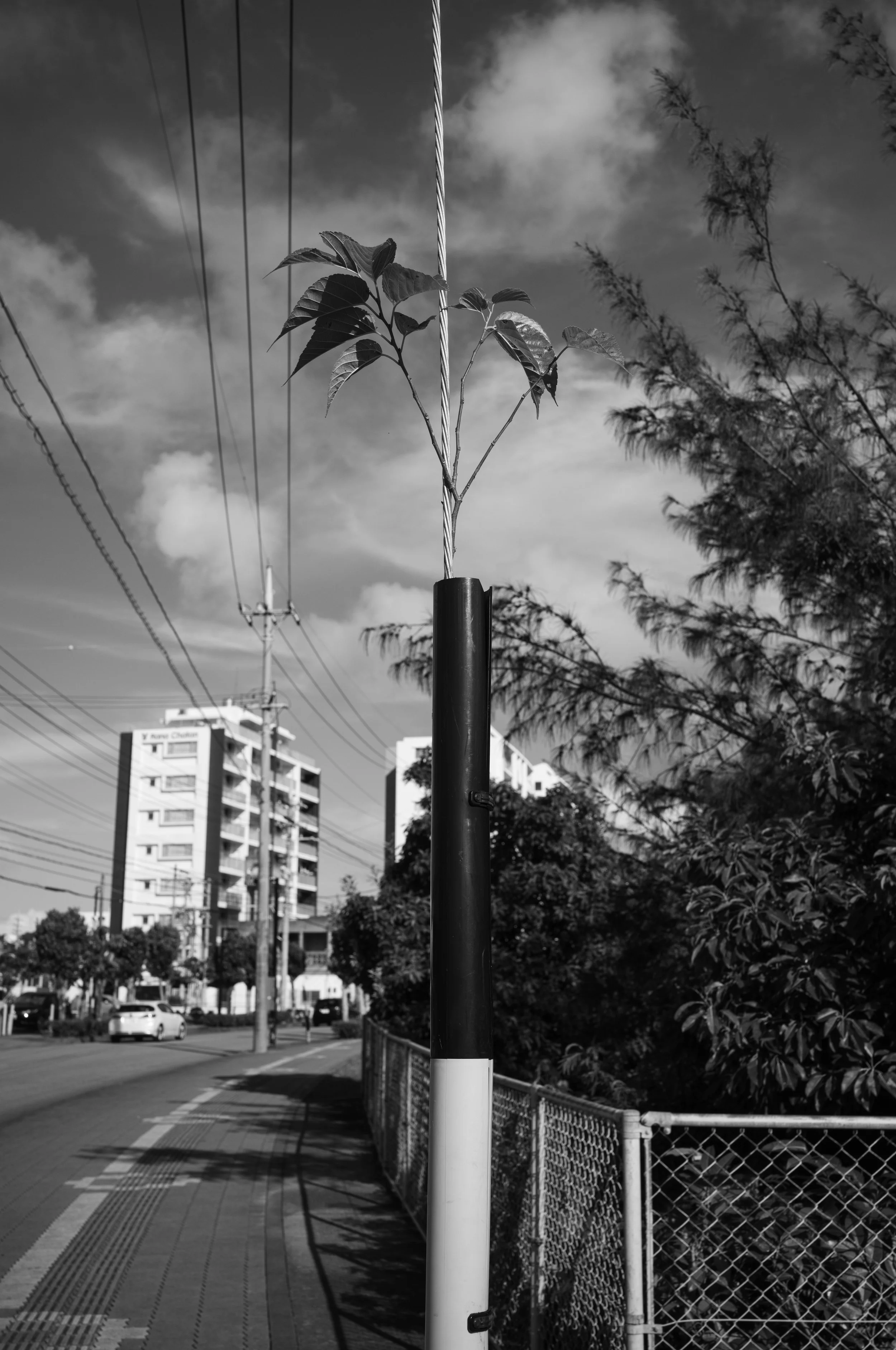 L1006450.jpg