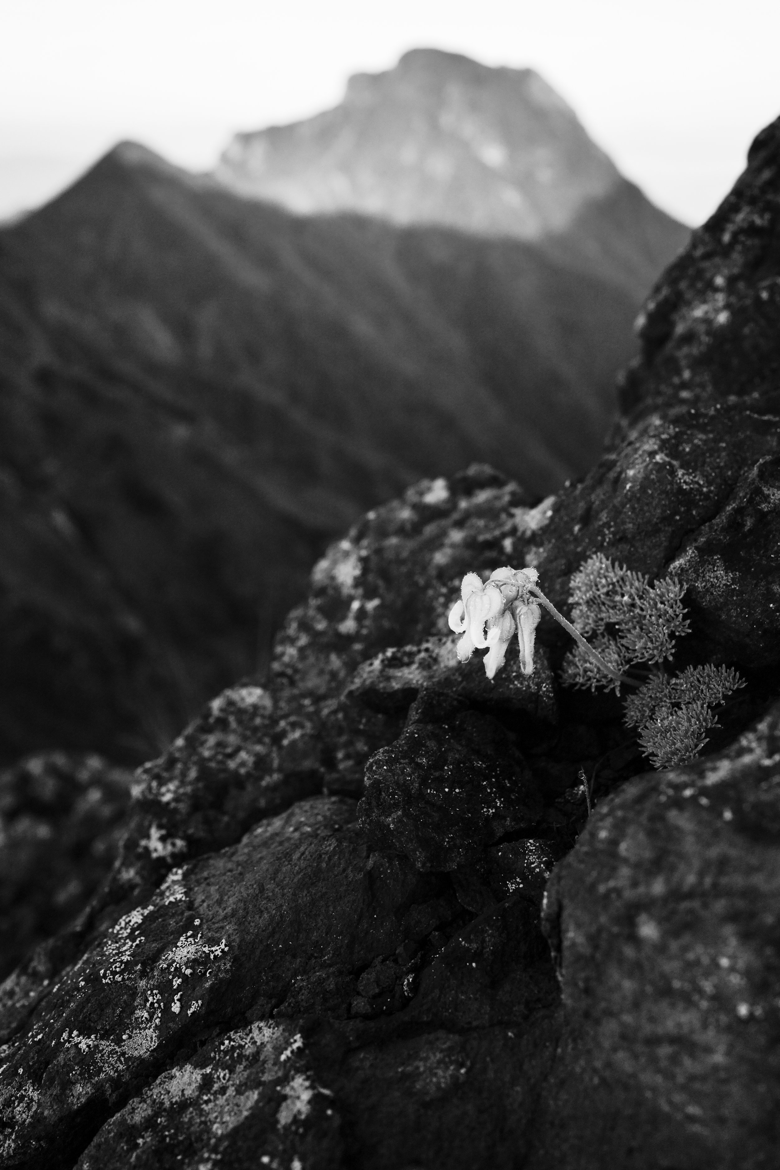 L1005084-2.jpg
