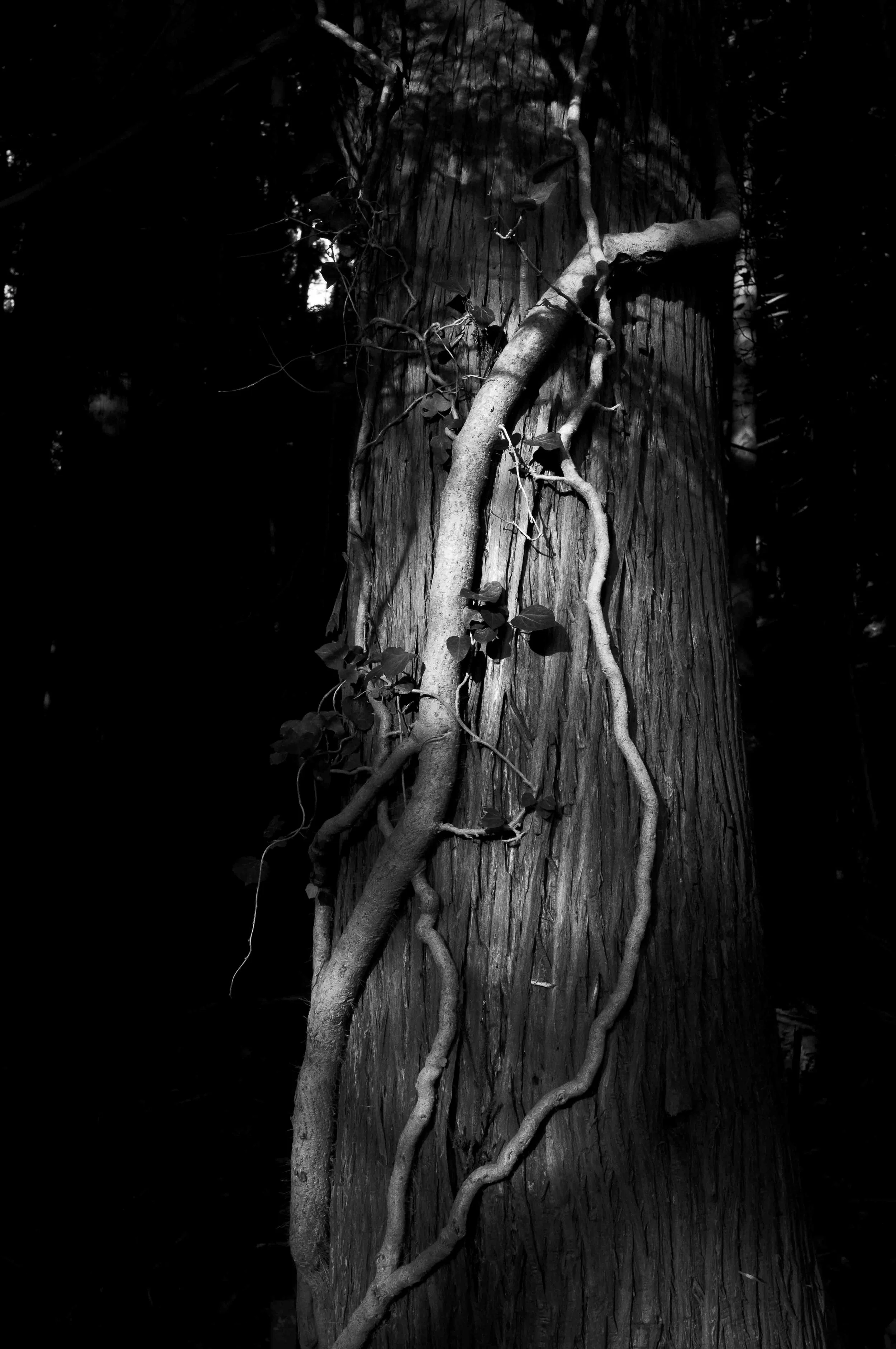 L1008799-Edit.jpg