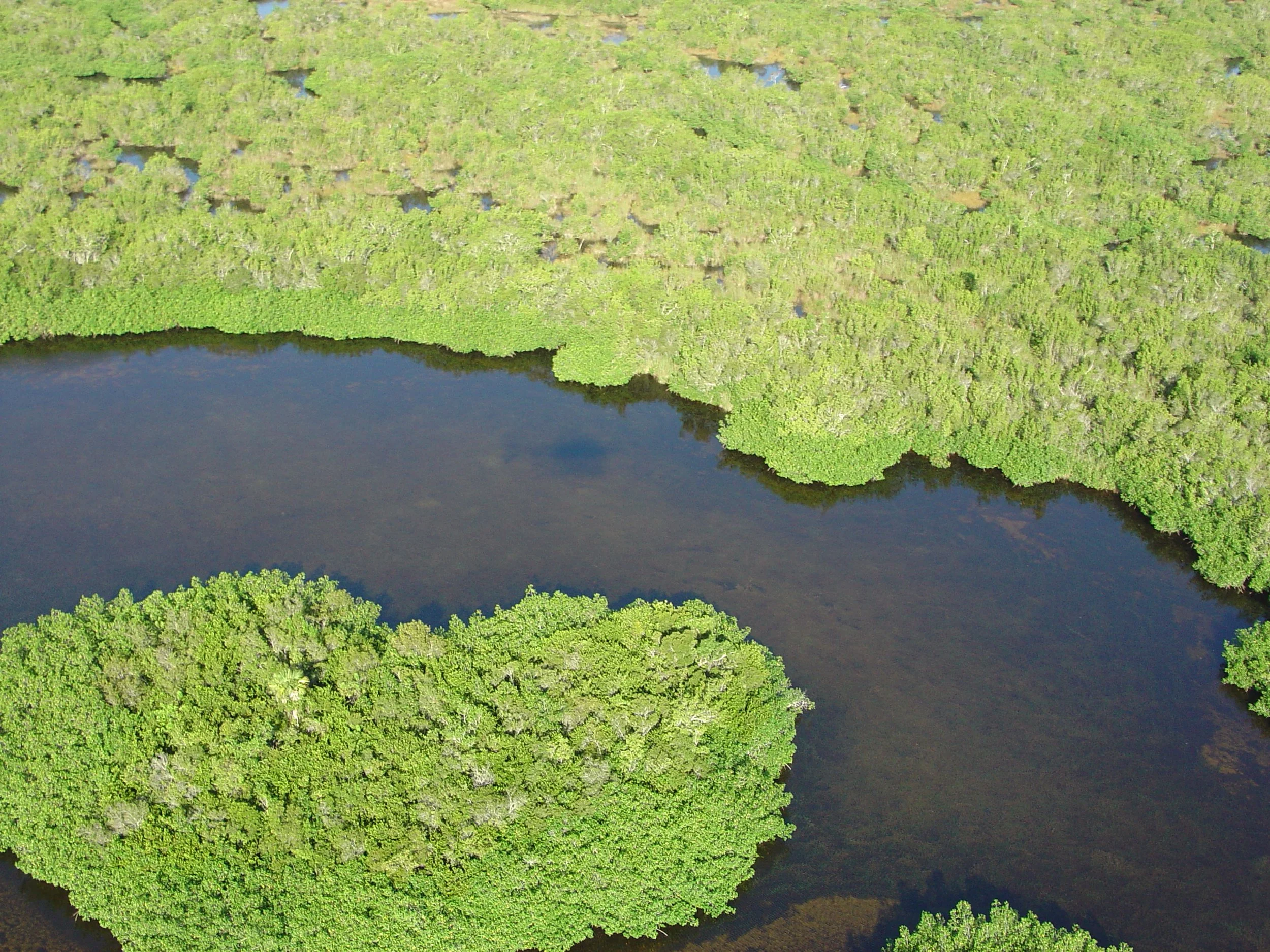 Aerial view of a body of water surrounded by lush green trees, with some small patches of water visible in the forested areas.