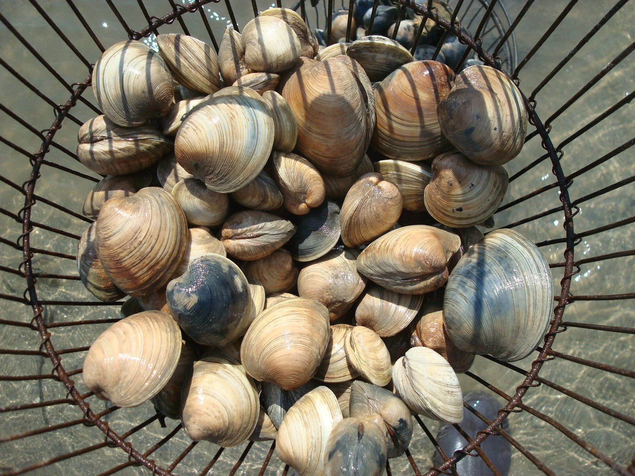A wire basket filled with various seashells on a sandy beach.