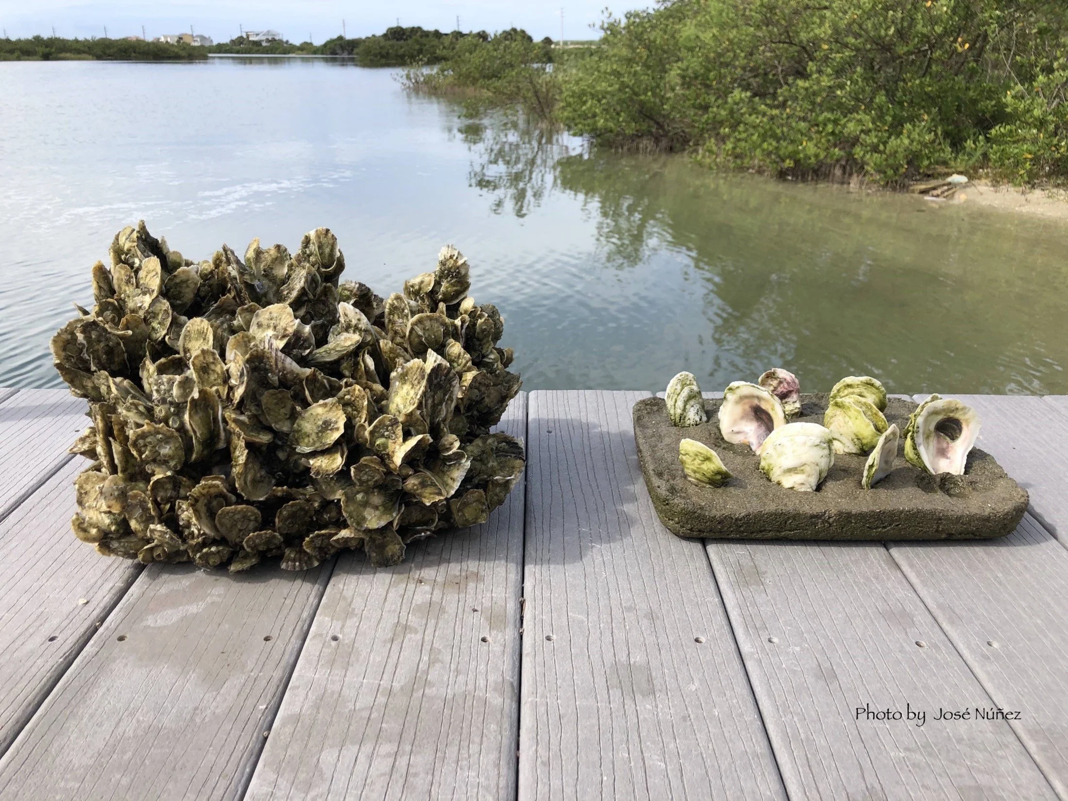 A cluster of oysters on the left and a small tray of oyster shells on the right, both placed on a wooden dock with a body of water and trees in the background.