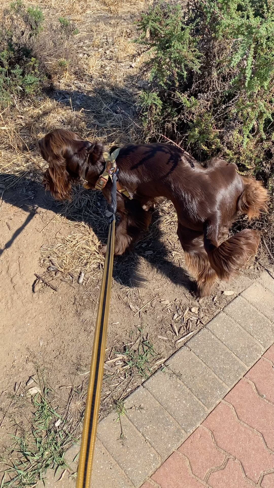 Ahhhh the serenity @hudsonthefieldspaniel ππ
#fieldspaniel #walkandtrain #hydration