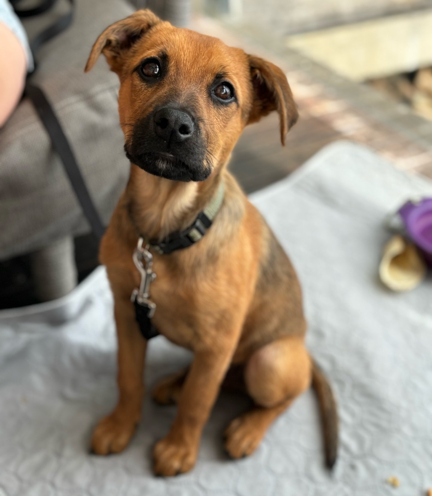 PLEASE HELP ASTER FIND HIS HOME!
His adoption event this weekend has been cancelled, every week that goes past it is harder to get an older puppy adopted, and it’s breaking my heart :( I just want him to find his people β€οΈ
Sucré is loo