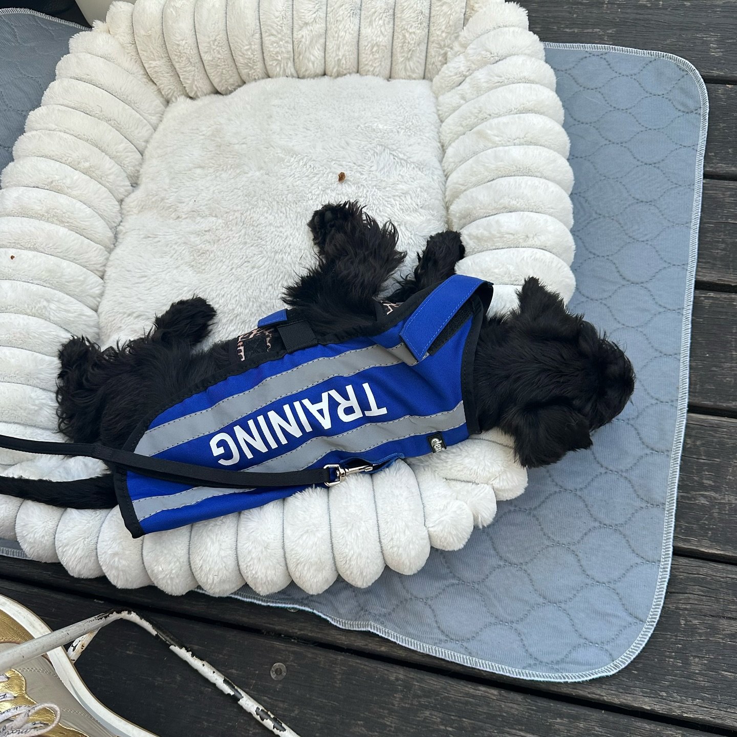 Cafe visits can be such a positive influence on pups development! Miss Yuki wore a special ‘training’ vest recently as part of her Private Puppy School Homework, and she did so well!
Very much proud trainer moment π₯°
#privatepuppyschool