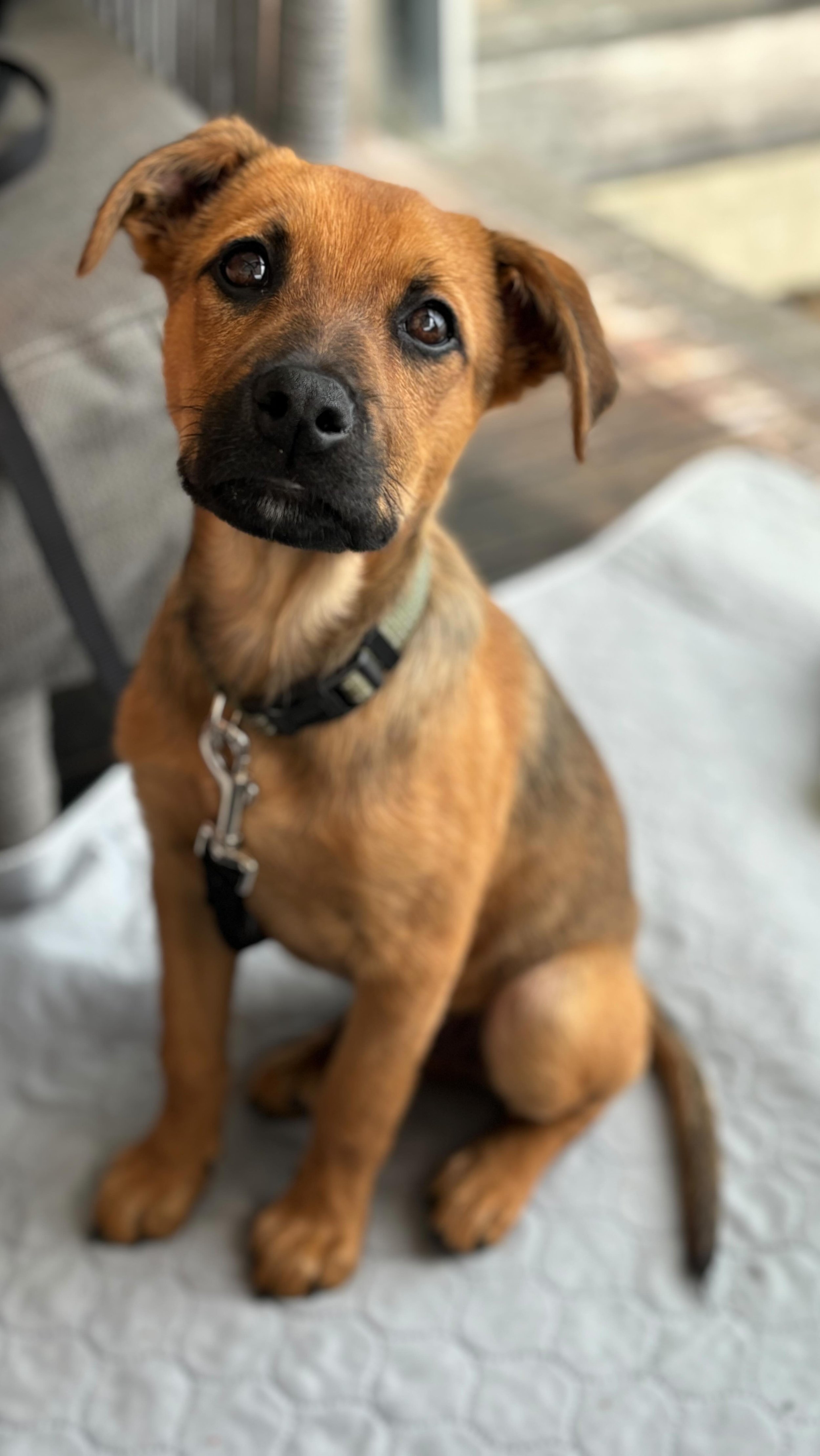 7 reasons why you should adopt Aster!
#adopt #rescuepuppy #kelpiemix #forcefree #adelaidedogtrainer #dogsofadelaide #dogtrainer #adelaide #puppyschool #adoptionpuppy #adoptme