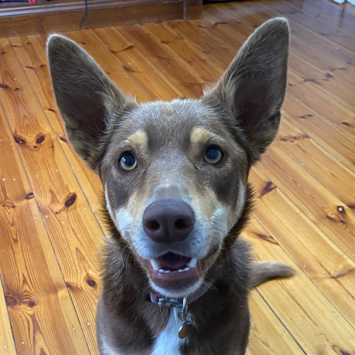How stunning is miss Maya! A farm bred kelpie who has jumped into training to put that incredible brain to work. After her first private lesson her eyes were so heavy she was barely awake when I left π very different to the high energy girl I met at