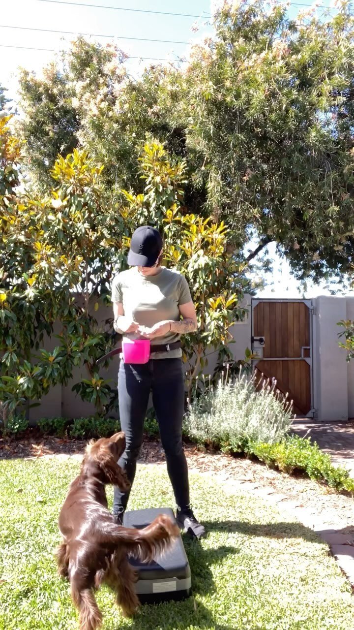 Check out @hudsonthefieldspaniel doing his pawlates! Working on core and leg strength, balance, problem solving, confidence, and handler trust! Added into his walk and train session had him exhausted after his walk π
Did I match editing the video t