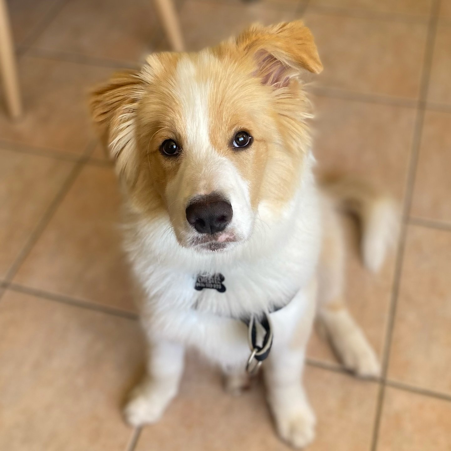 Everyone meet Chester ππ© this absolute stunner of a little man is 17 weeks old, and a smarty pants who did so well today!
πΎChester is learning all about impulse control, as his family is learning how to channel his natural instincts into construc