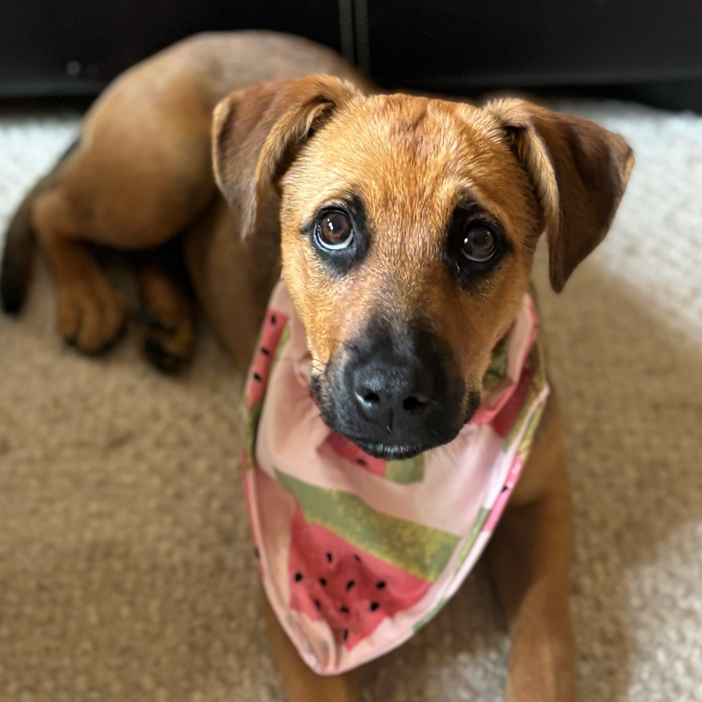 Guess who got adopted! Sucré won over his new mum with those puppy dog eyes! His new name is probably going to be Gus, which I think suits him perfectly.
Ps: how cute is the bandana one of my year 8 students made him! They did such a great jo
