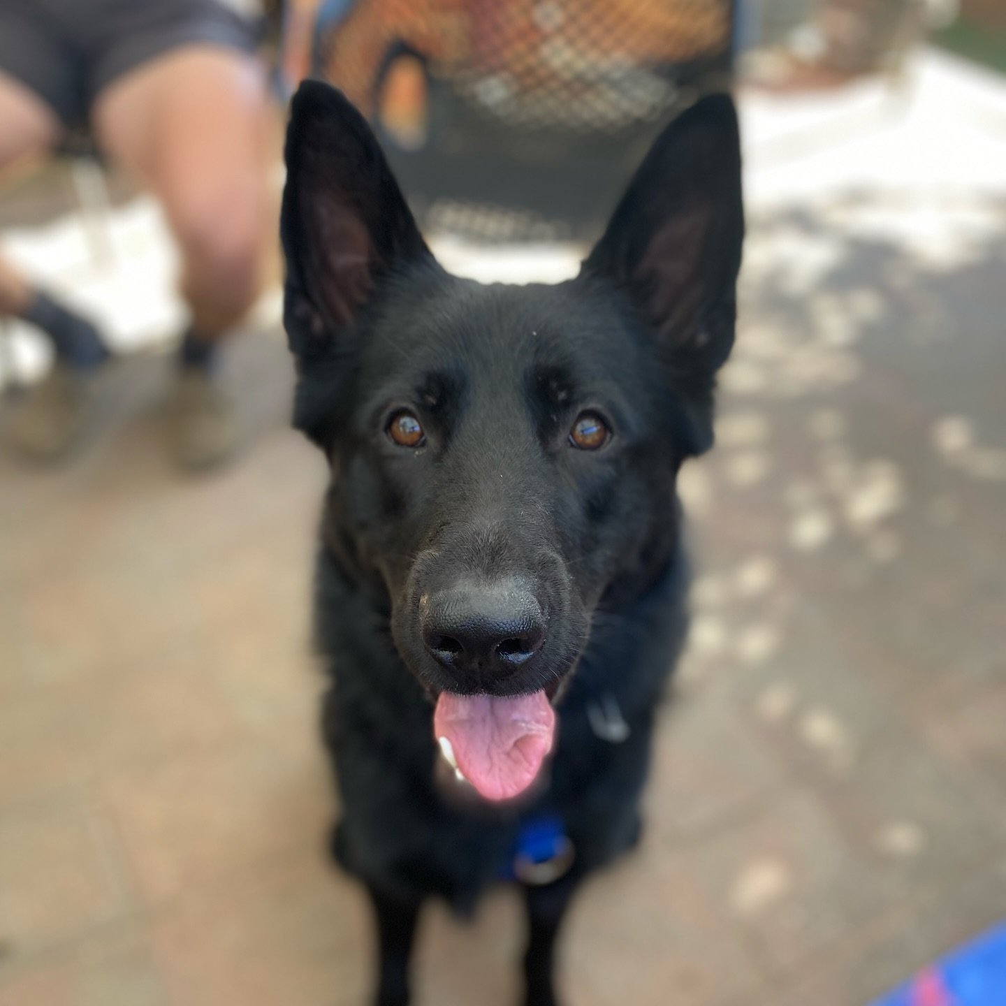Beau, he is the definition of big bad boy on the outside, cinnamon roll on the inside π scary dog privilege π―- currently sucks (pulls and lunges) on the lead and looks like he will murder you? Tick tick! …
But also beyond willing to please,