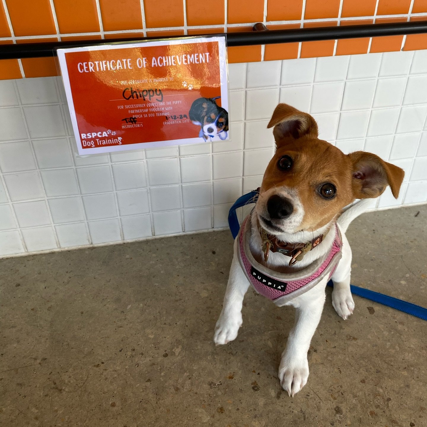 How sweet is little Chippy on her puppy school graduation!
Puppy Partnership classes through @rspcasa restart January!
