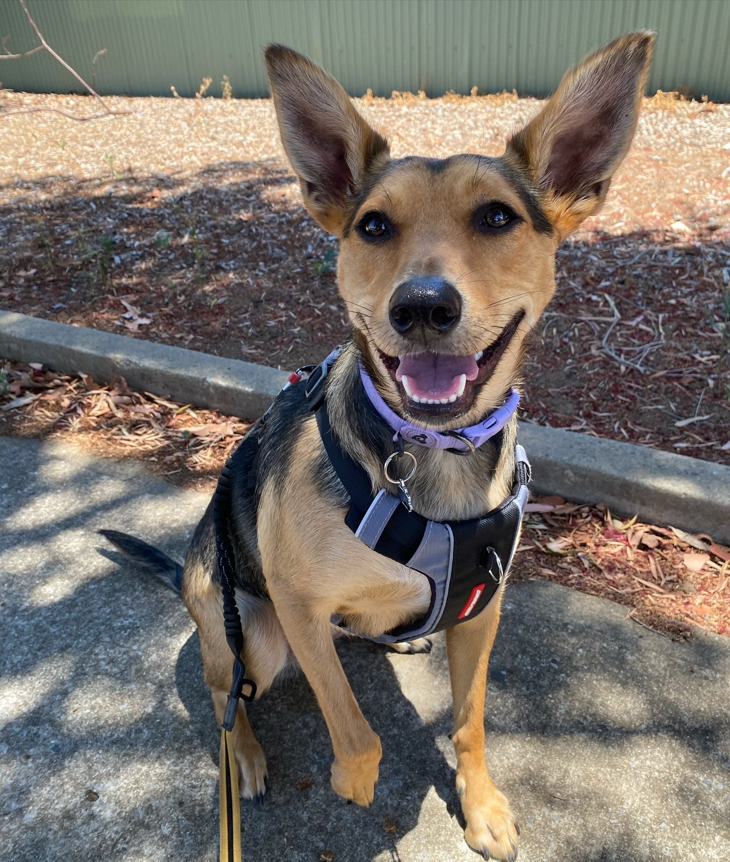 Ziva, what big ears you have! “All the better to ignore you with my dear!”
Haha not really! Ziva was the best girl on her walk Sunday! We have done a LOT of work to get her to the point of a walk and train. Undoing some strong fears that