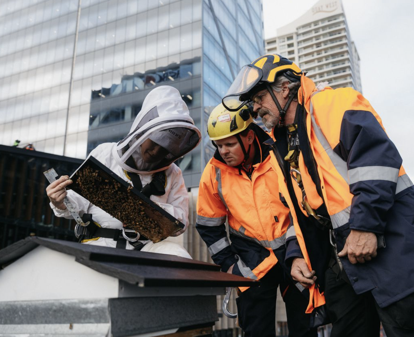 Commercial Bay Rooftop Beehives
