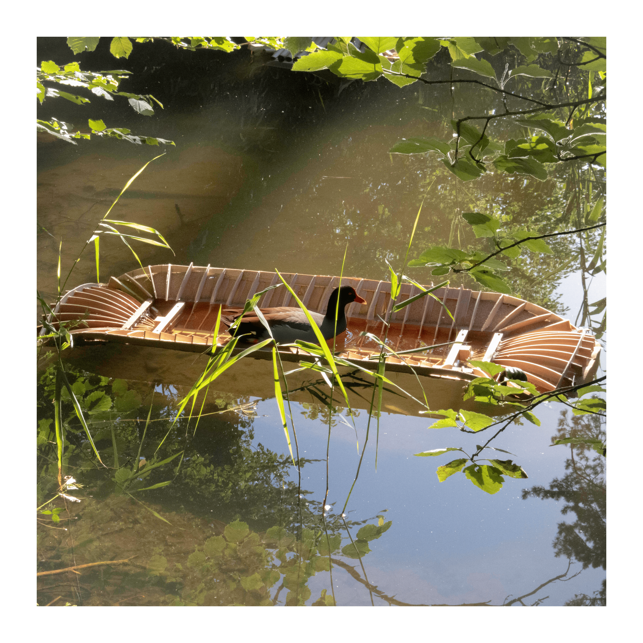 #08 Le Berceau Aquatique