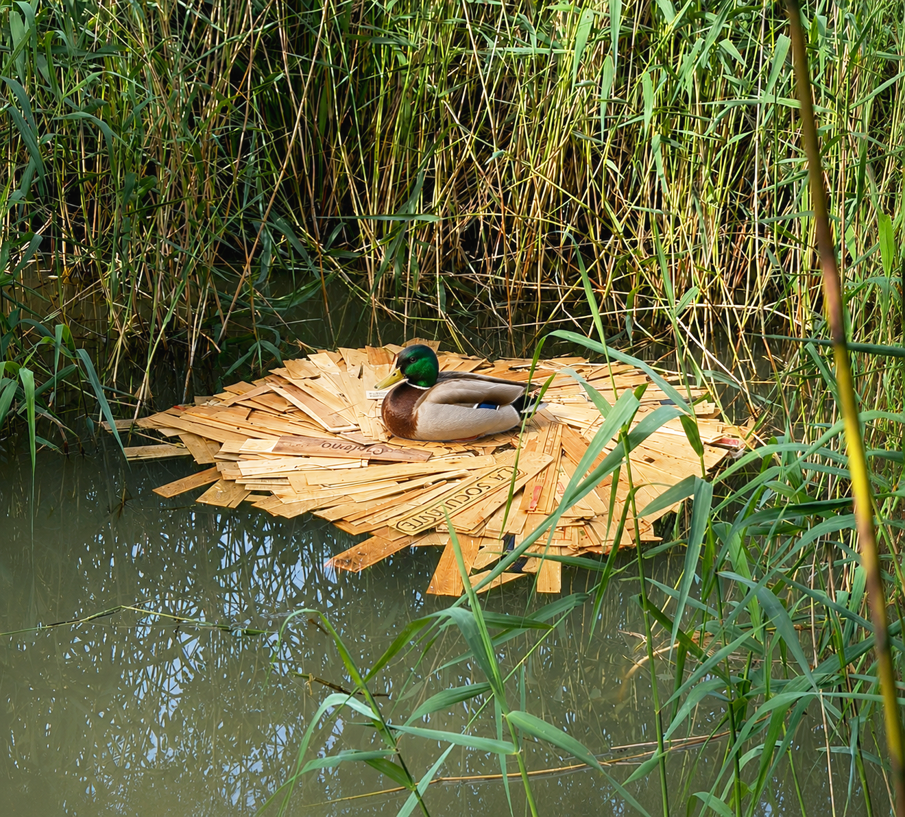 #15 - Le refuge en croissance
