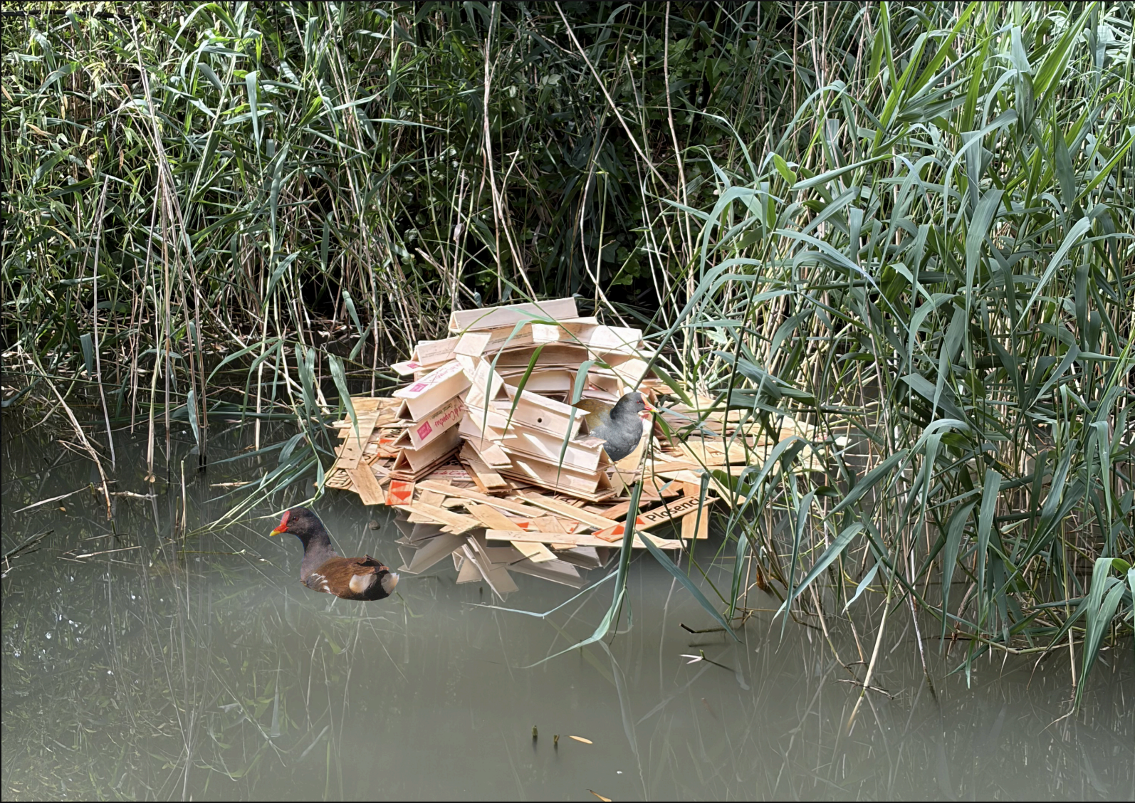 #20 L’Aile et l’Eau